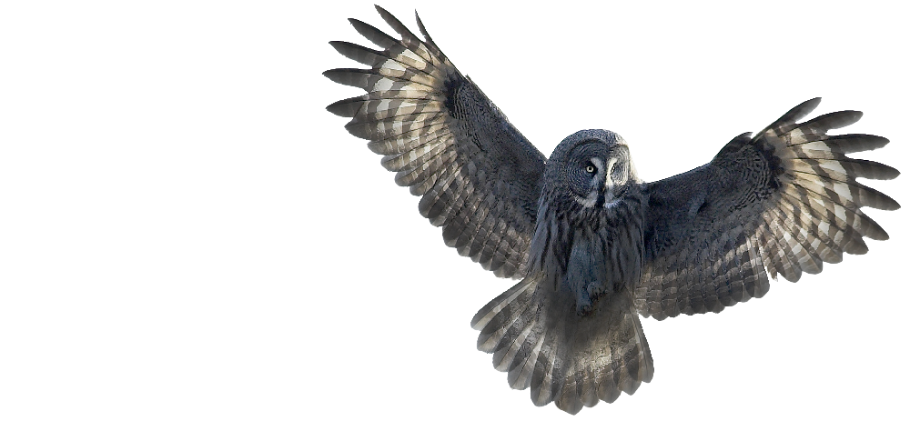 Birdsafari Sweden Logotyp